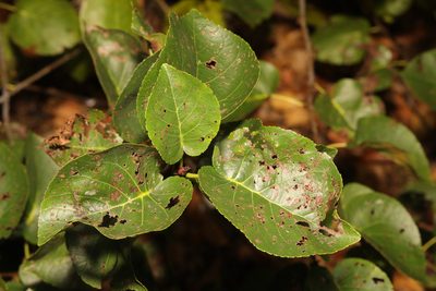 Alnus cordata, photographed by Stephen James McWilliam