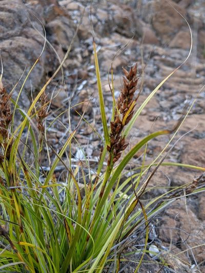 Morelotia gahniiformis, photographed by David Anderson