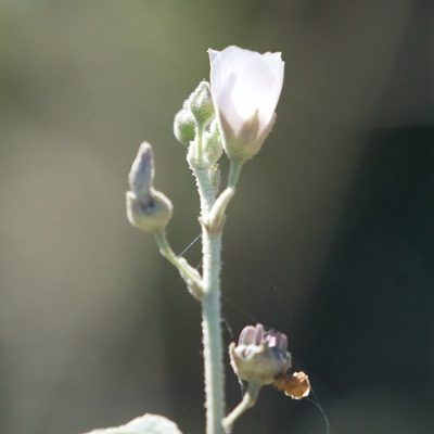 Horsfordia alata, photographed by Bill Levine