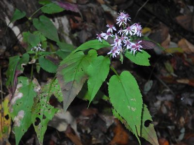 Symphyotrichum cordifolium, photographed by Michael J. Papay