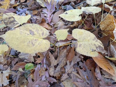 Eurybia macrophylla, photographed by Brittany