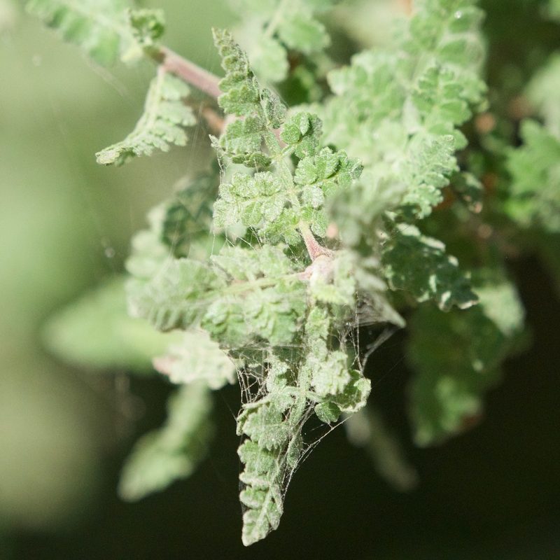 Bursera filicifolia, photographed by Bill Levine