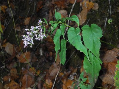 Symphyotrichum cordifolium, photographed by Michael J. Papay
