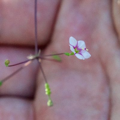 Boerhavia brandegeei, photographed by Bill Levine