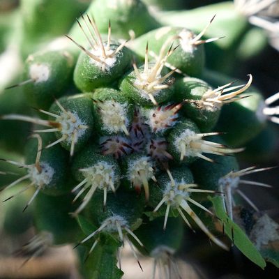 Cochemiea poselgeri, photographed by Bill Levine
