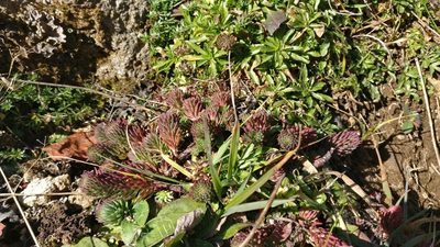 Petrosedum forsterianum, photographed by Matteo Marcandella