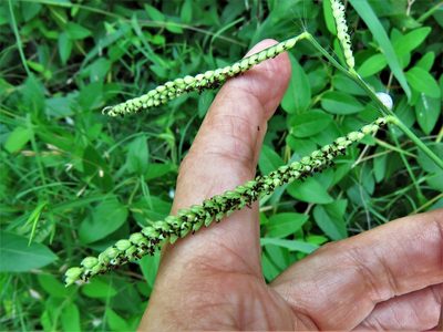Paspalum pubiflorum, photographed by Annika Lindqvist