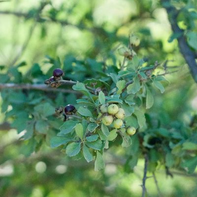 Citharexylum flabellifolium, photographed by Bill Levine