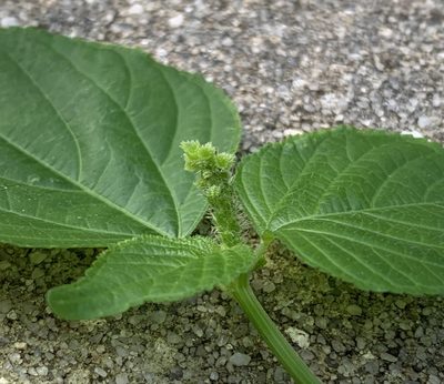 Acalypha setosa