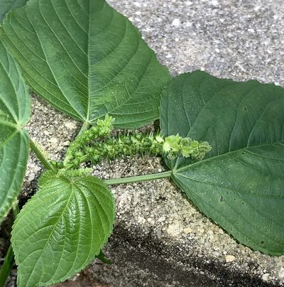 Acalypha setosa, photographed by natalie