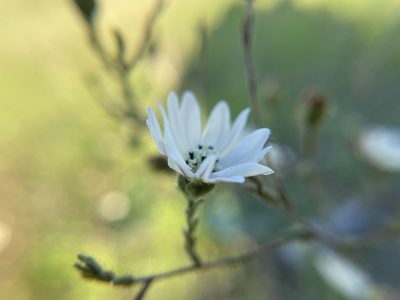 Hemizonia congesta, photographed by Daniel Das