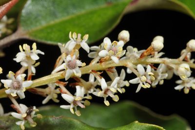 Quintinia serrata, photographed by Pieter Pelser
