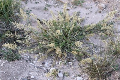 Eragrostis cilianensis, photographed by Catherine C. Galley