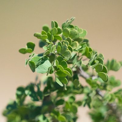 Ebenopsis confinis, photographed by Bill Levine