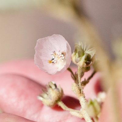 Horsfordia alata, photographed by Bill Levine