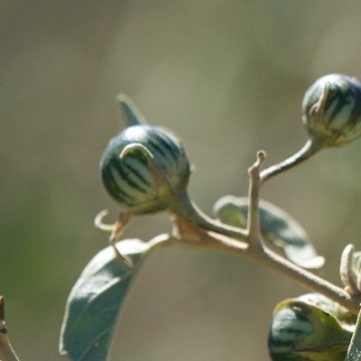 Solanum hindsianum, photographed by Bill Levine