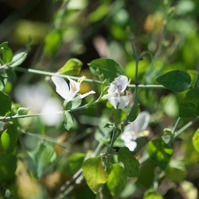 Carlowrightia arizonica, photographed by Bill Levine