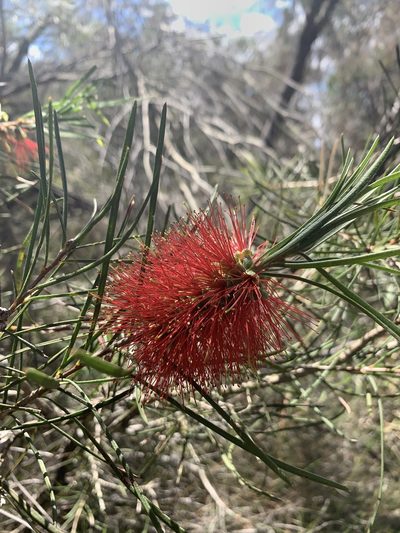 Melaleuca linearis, photographed by Geoff Shuetrim