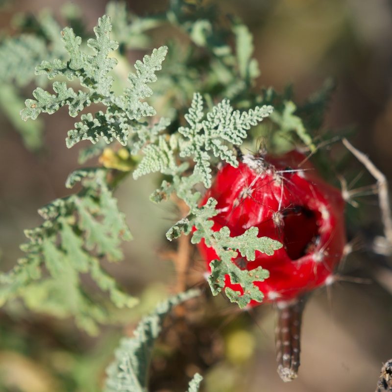 Peniocereus striatus, photographed by Bill Levine