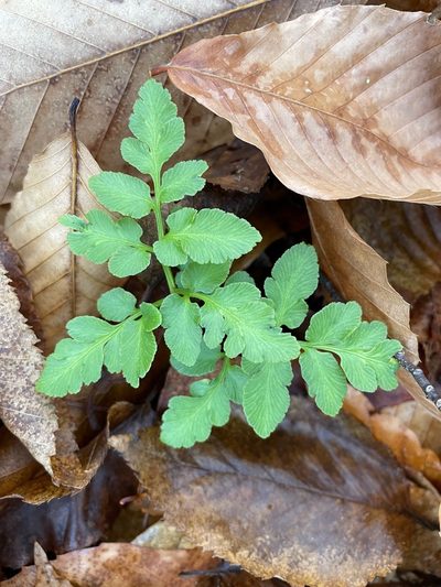 Sceptridium oneidense, photographed by Tom Scavo
