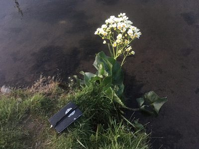 Senecio bonariensis, photographed by Valentín Alfano