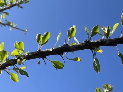 Fouquieria diguetii, photographed by Jim Riley
