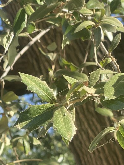 Quercus brandegeei, photographed by Jim Riley