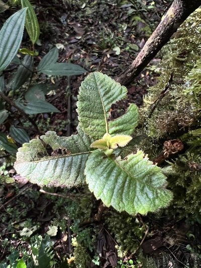 Weinmannia rollottii, photographed by Nicolás Baresch Uribe