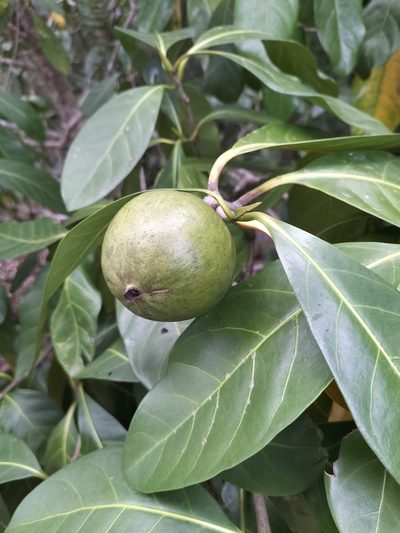 Atractocarpus fitzalanii, photographed by Matthew Borella