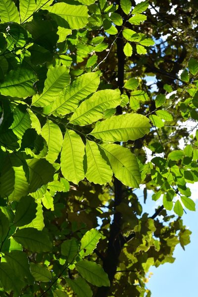 Tapirira mexicana, photographed by Neptalí Ramírez Marcial