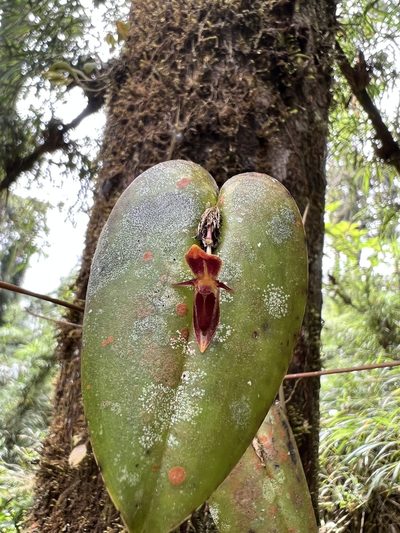 Pleurothallis coriacardia, photographed by Nicolás Baresch Uribe