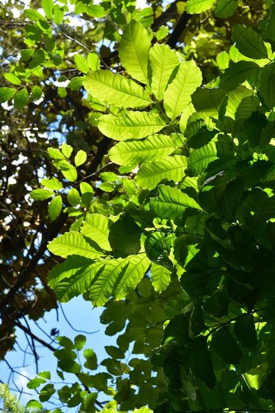 Tapirira mexicana, photographed by Neptalí Ramírez Marcial