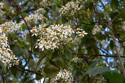 Montanoa leucantha, photographed by Neptalí Ramírez Marcial