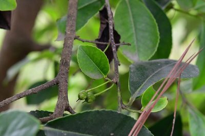 Cleyera theoides, photographed by Neptalí Ramírez Marcial