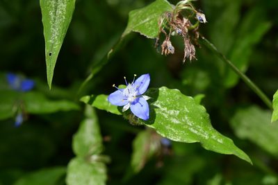 Elasis guatemalensis, photographed by Neptalí Ramírez Marcial