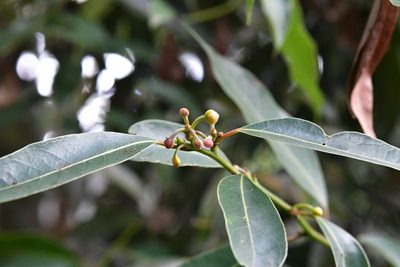 Litsea glaucescens, photographed by Neptalí Ramírez Marcial