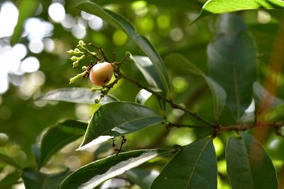 Meliosma dentata, photographed by Neptalí Ramírez Marcial