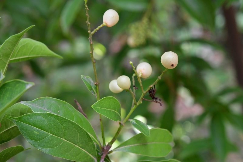 Meliosma dentata, photographed by Neptalí Ramírez Marcial