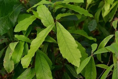Quercus castanea, photographed by Neptalí Ramírez Marcial