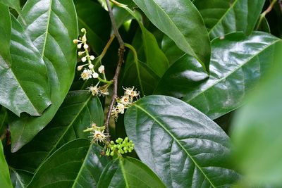 Prunus tetradenia, photographed by Neptalí Ramírez Marcial
