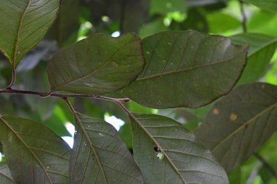 Styrax argenteus, photographed by Neptalí Ramírez Marcial