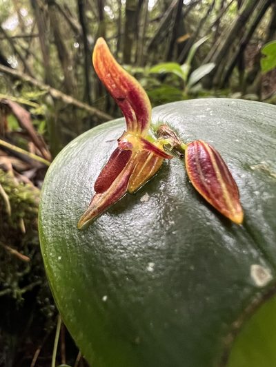 Pleurothallis coriacardia, photographed by Nicolás Baresch Uribe