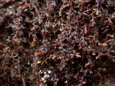 Frullania nisquallensis, photographed by Randal