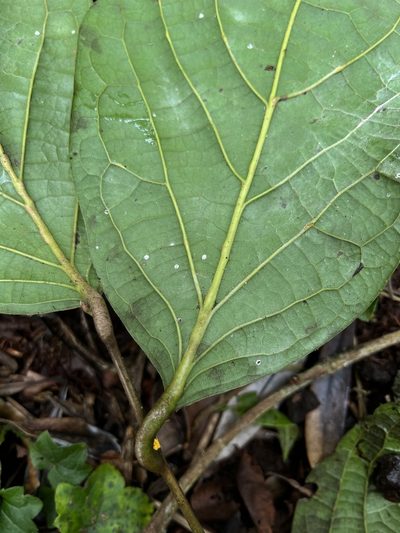 Ocotea pedicellata, photographed by Nicolás Baresch Uribe
