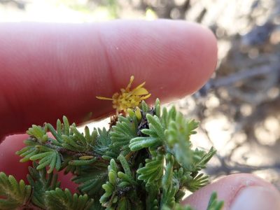 Ericameria ericoides, photographed by joergmlpts