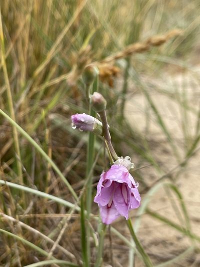 Gladiolus gueinzii, photographed by libby hepburn