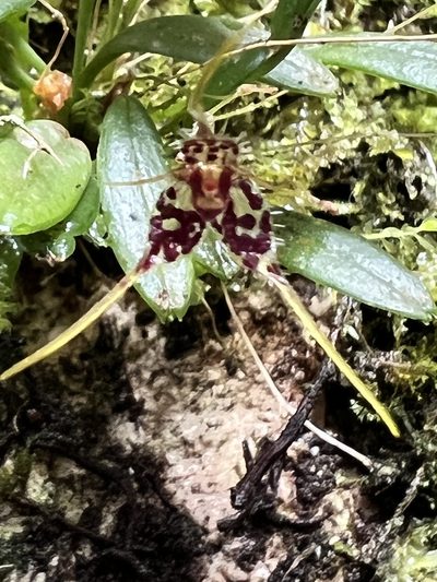 Andreettaea latilabris, photographed by Nicolás Baresch Uribe