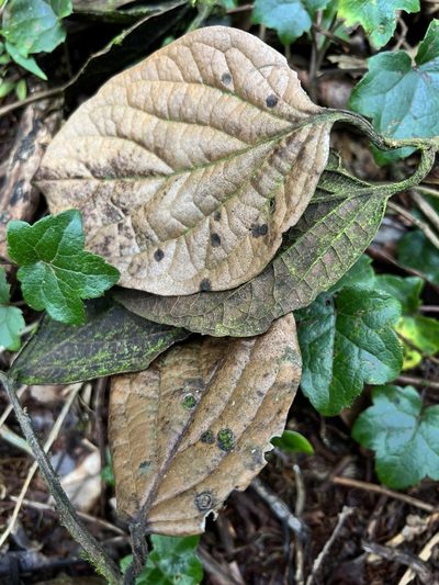 Ocotea pedicellata, photographed by Nicolás Baresch Uribe
