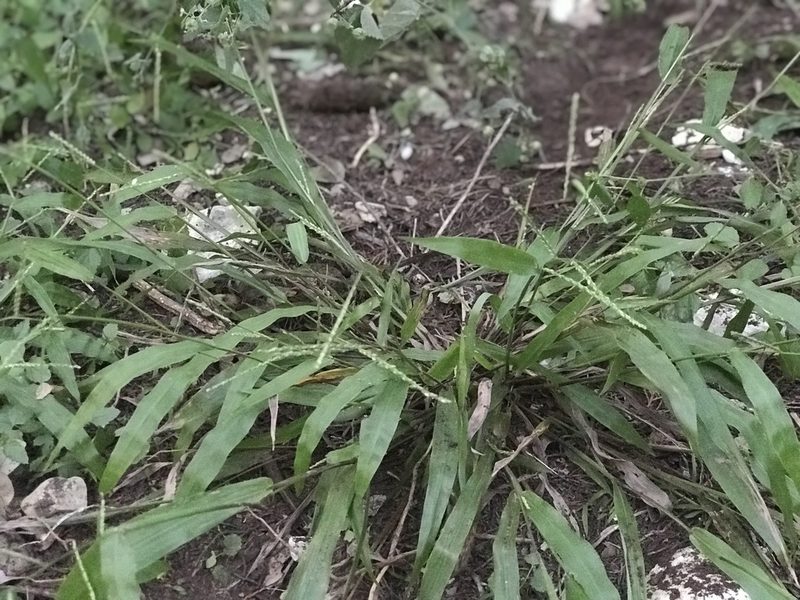 Paspalum langei, photographed by Cliff Tyllick