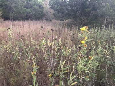Helianthus maximiliani, photographed by Cliff Tyllick